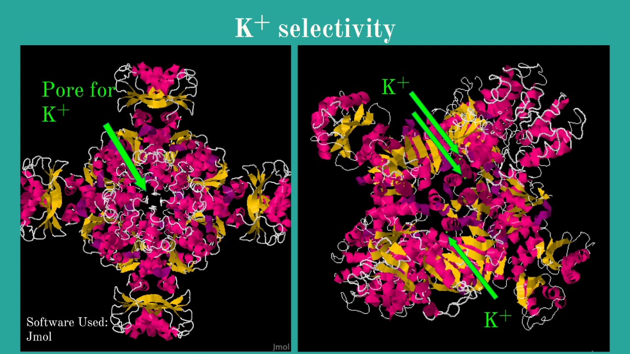 Potassium Channels Voltage Gated Potassium Ion Channels - YouTube