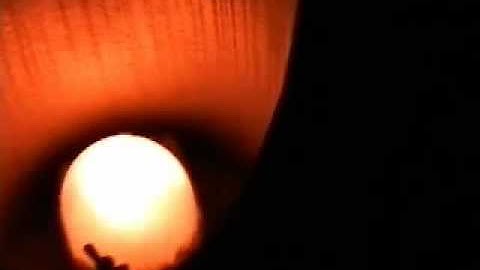 『かぐや姫の瞳Ａ』竹灯籠用電子ローソク