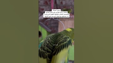 #سورة_الحاقة #قرآن فضل السورة في مربع التعليقات #محمد_الفقيه #طيور #تربية_الطيور #quran #birds #usa