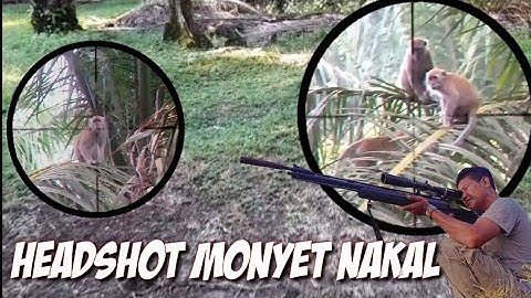 SADIS...‼️Bantai habis monyet yang merusak tanaman warga// KILL THE MONKEY