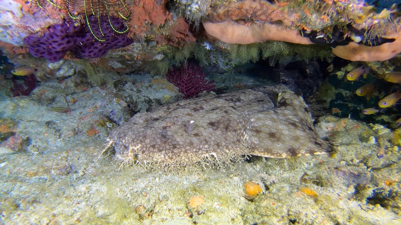 Diving Raja Ampat: part 2