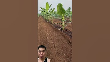 Cùng Xem Trang Trại Trồng Chuối Chuyên Nghiệp #farming #agriculture #banana