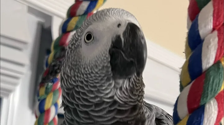 A few minutes with Symon the African Grey Talking Parrot🦜#africangrey #birds #funny #talkingparot
