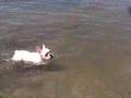 フレンチブルドッグのミルコ #020 初めての海で泳ぐ