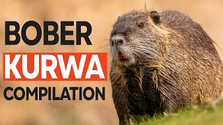 Bober Kurwa Compilation - Best of Bobr Videos