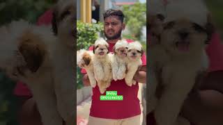 Shitzu male puppy for sale (8920196052) #short #like #viral