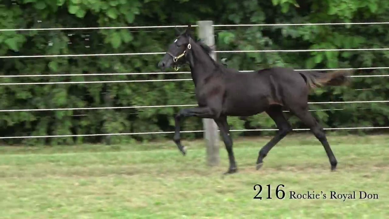 216 Rockie’s Royal Don/Midwest Breeders 25