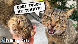 PETTING A CUTE CAT!  (Cat Meows Out Loud) #talkingcat
