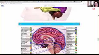 AO Scanner Update - How to run a Solex Comprehensive Scan & get full visuals!