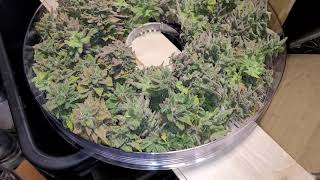 lemon cheese glookies wet weight