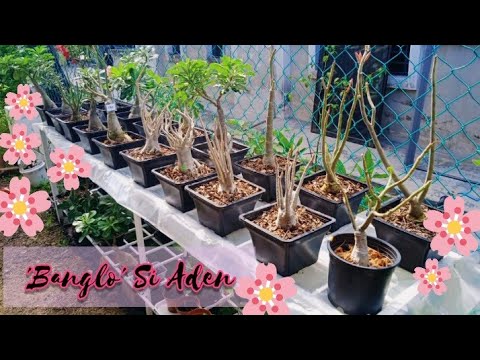 Video: Adenium: Penjagaan Di Rumah