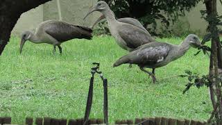 Watching Hadeda Ibis's