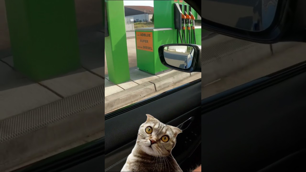 Schaut euch das ganze Video an!🔥😂 #bmw #automobile #germany #funny #memes #cartok #twitch