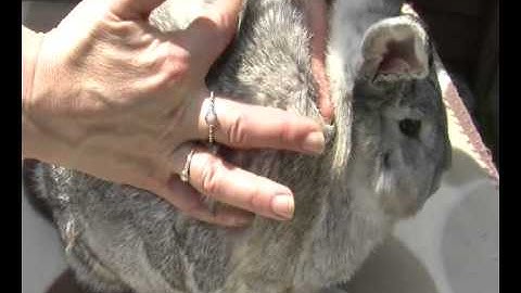 How to health check your rabbits