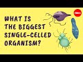 What is the biggest singlecelled organism  murry gans