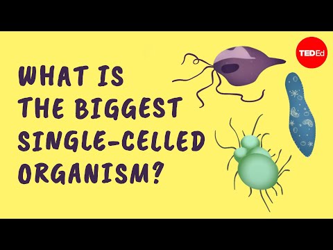 Video: Hvem er den største encellede organisme?