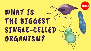 What is the biggest singlecelled organism?  Murry Gans