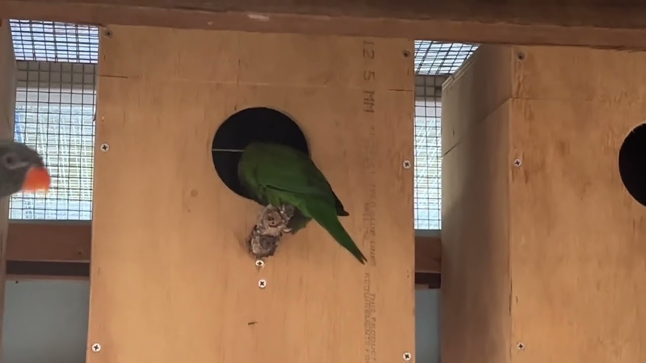 Australian rainbow lorikeet baby’s from 7 days until fledged