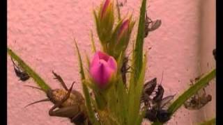 Roridula e pameridea 17 12 2010