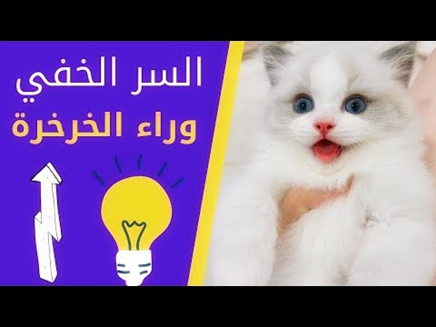 فيديو: لماذا القطط الخرخرة؟ ماذا يعني خرخرة القط؟