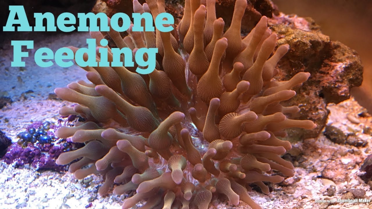 Anemone Feeding Time Lapse! YouTube