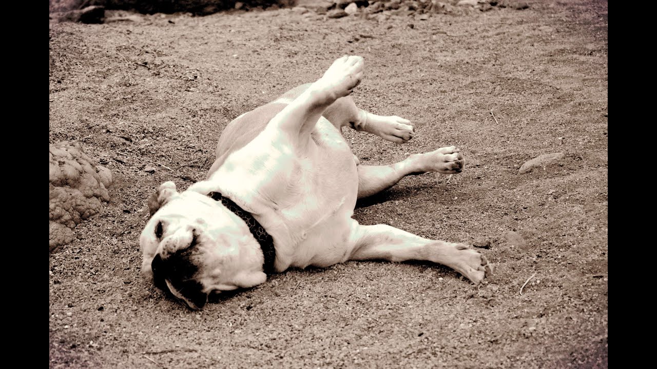 Image result for dog roll on dirt