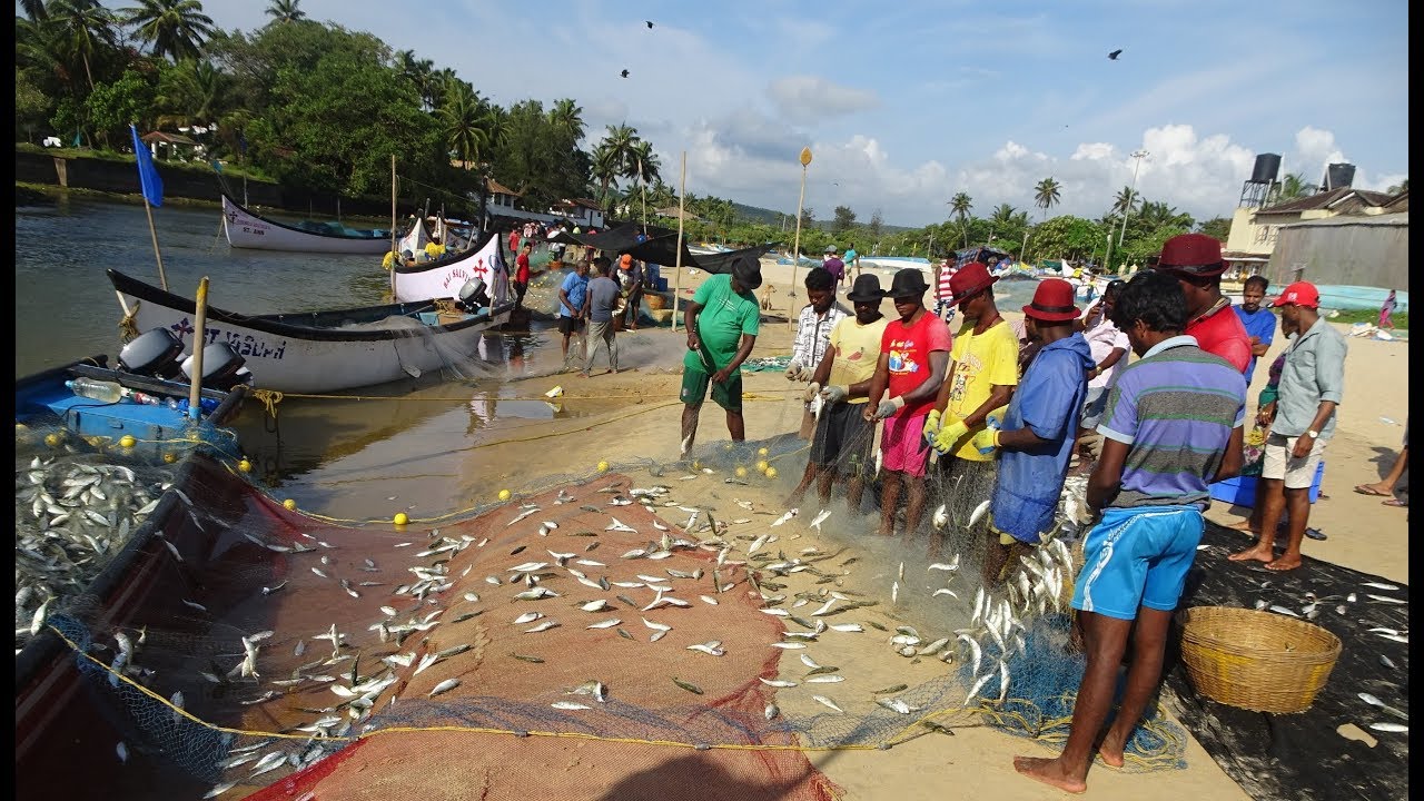 Bumper fish catch Mackerels baga beach YouTube