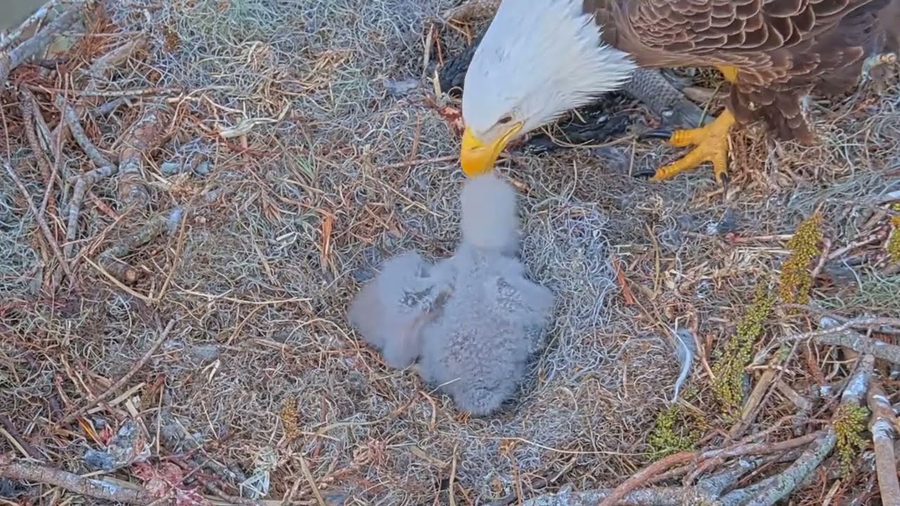 #baldeagle S03#P36 Review birds in nest with nature #birdslovers #birdsounds #birdsnest