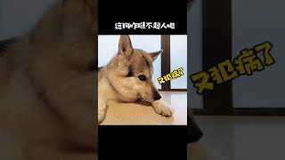 Funny tik tok video cute dog video - собака видео для детей смешное видео тик ток