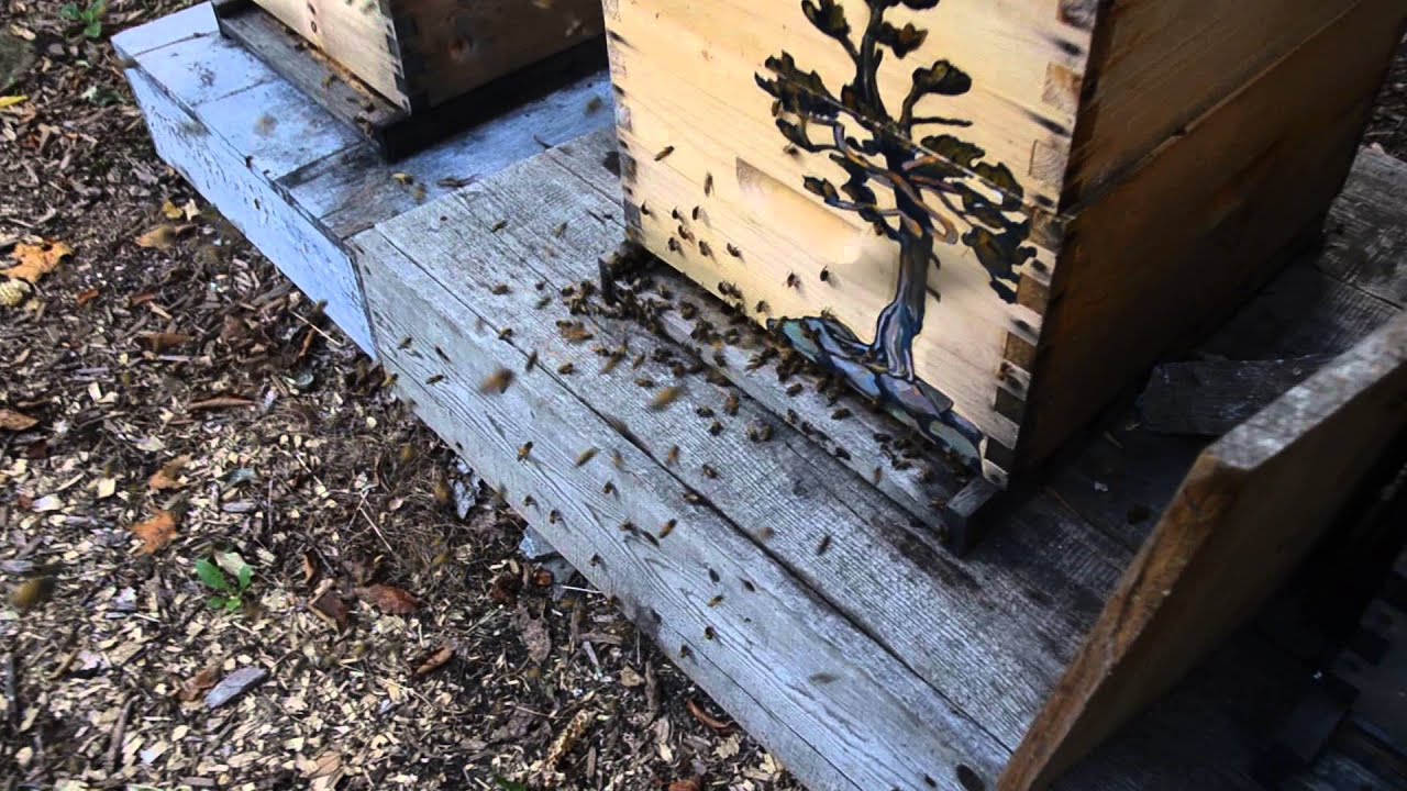 A queenless swarm moves into my biggest hive