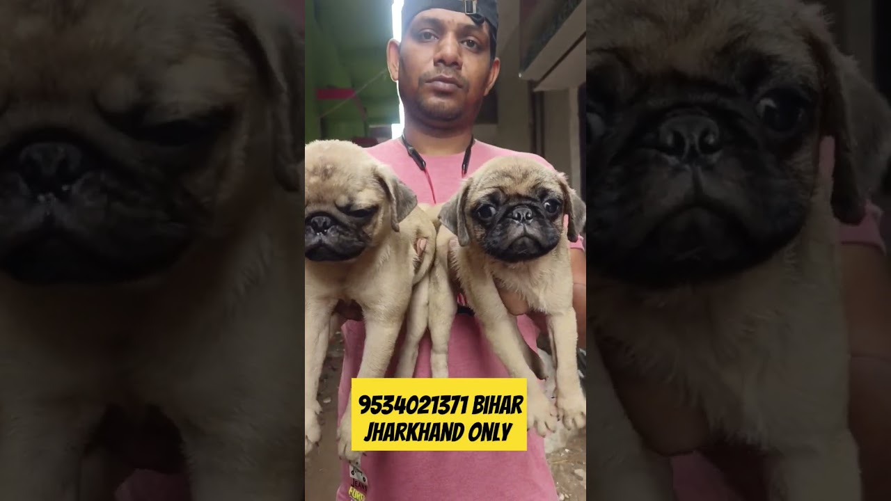 pug in low price | cheapest Dog in patna