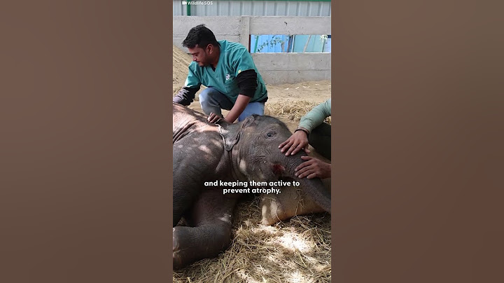 Baby Elephant Hit By A Train Takes Her First Steps  | The Dodo