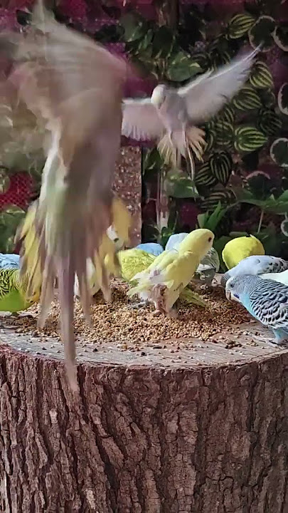 Cat TV for Cats to Watch😸 Cute Little Birds Squirrels 4K #birder #cat #birdsounds #birdslover #birds