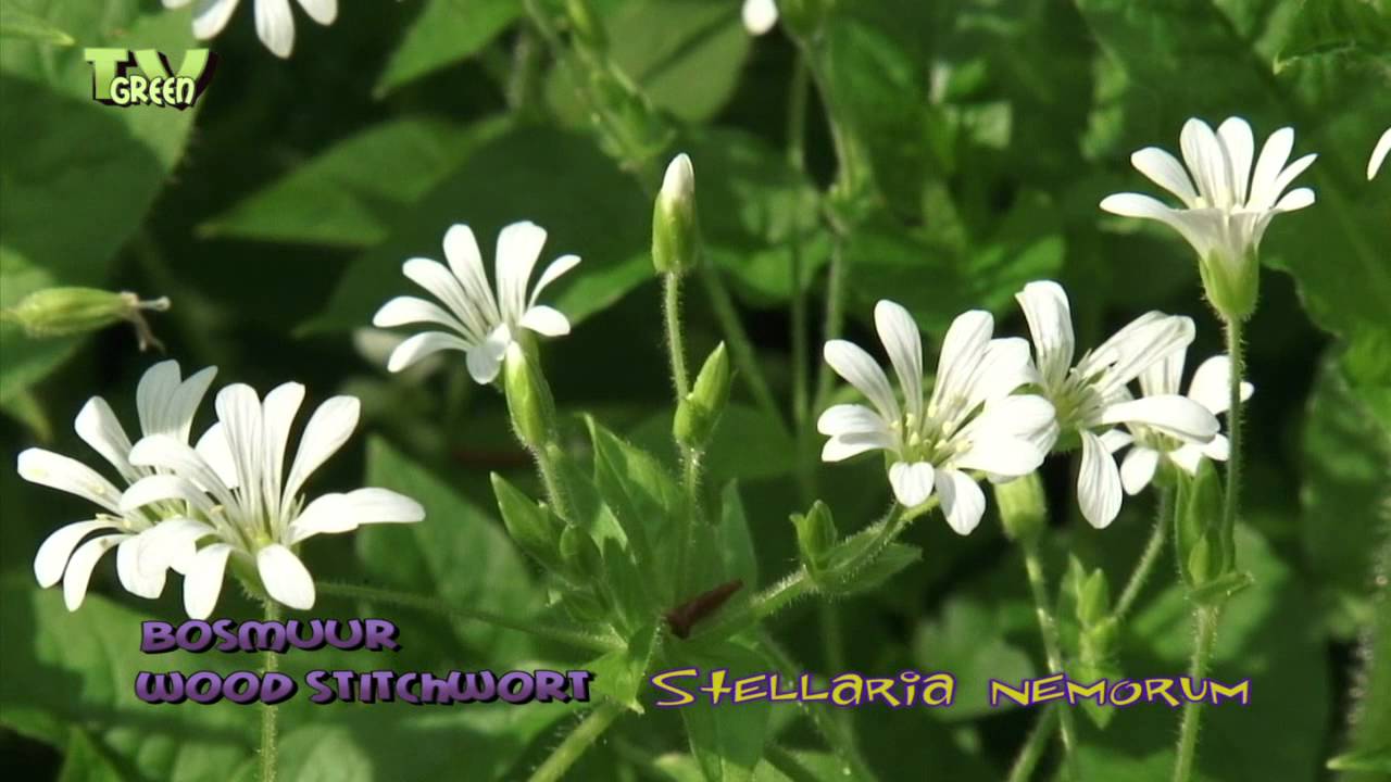 Wood stitchwort - Stellaria nemorum - Bosmuur