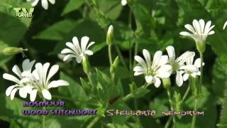 Wood stitchwort - Stellaria nemorum - Bosmuur