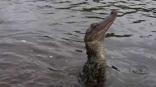 New Orleans daytrip to the alligators tour Honey Island Swamp Louisiana Nature Conservancy