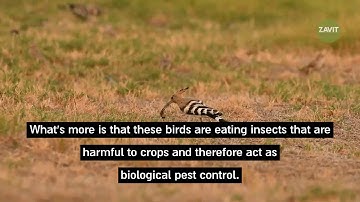 Rethinking Relationships Between Birds and Farmers