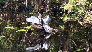 St Johns River: Fast & Loud VS Slow & Stealthy