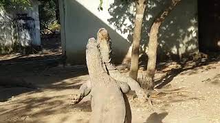 Komodo dragon mating
