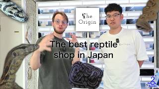 The best reptile shop in Japan ! ft. @theorigin-rep