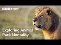 The Animal Packs of Our Animal Kingdom | BBC Earth