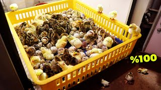 Quail Chick Hatching - Mother Hen and Her Chicks - Farm Chores - Roaming Chickens - Baby Rabbits