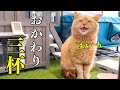 食欲が異常すぎる!強烈キャラのしゃべる野良猫