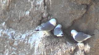 Kittiwake colony
