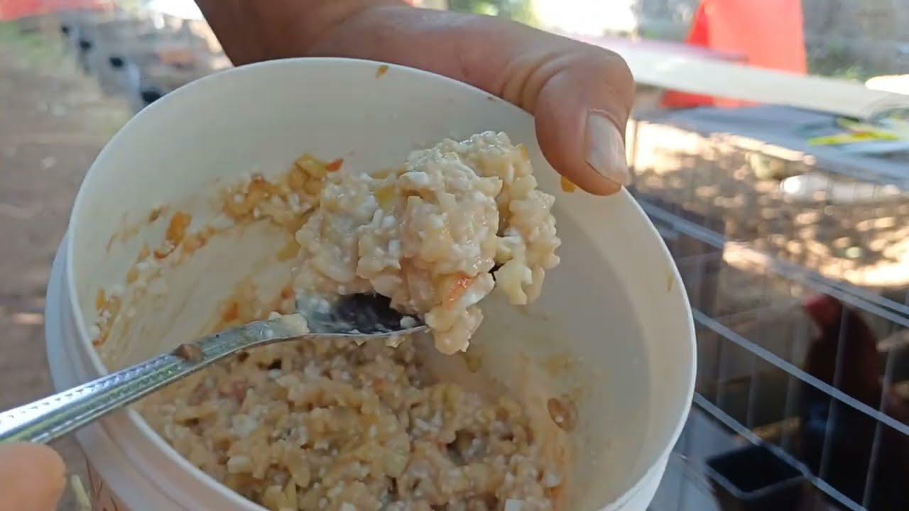 cuida gallera el zarco #8 DESAYUNO Y PUNTEO