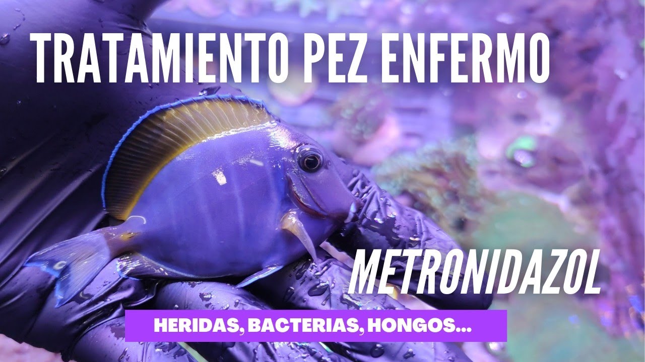 Tratamiento Pez Enfermo o Herido metronidazol Hongos, bacterias, parásitos... YouTube Tratamiento Pez Enfermo o Herido metronidazol Hongos, bacterias, parásitos... YouTube