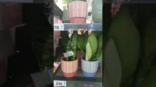 Beautiful House Plants Available At Asda