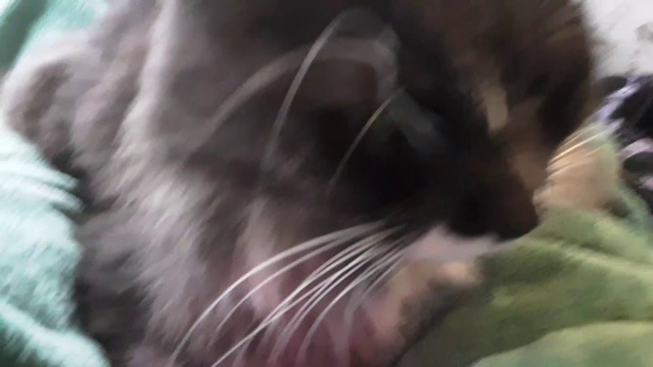 Meowing cat meow sings Old Town Road😻😹