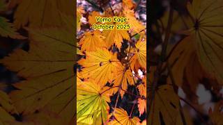 Acer Japonicum Yama Kage, October 2025 #japanesemaple #colors #autumnfoliage #gardeningtips #amazing