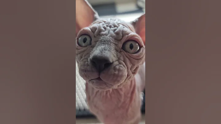 Watch the video about Square up 🤬 * * * #nocoatkitty #sphynx #sphynxofinstagram #catmemesdaily #petmemes #catmemes
